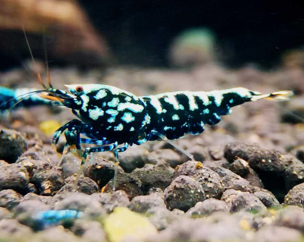 水晶虾养殖zadull