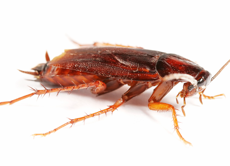 蟑螂对什么敏感