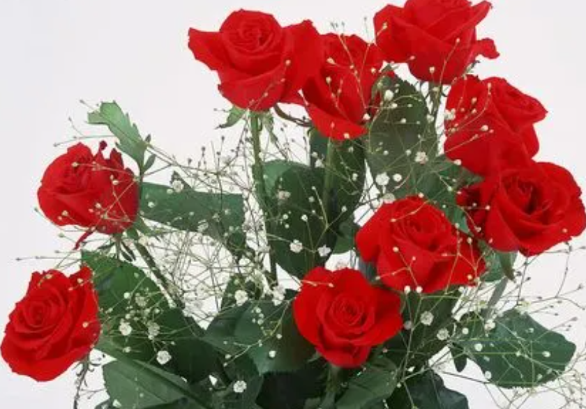 玫瑰花的寓意和花语