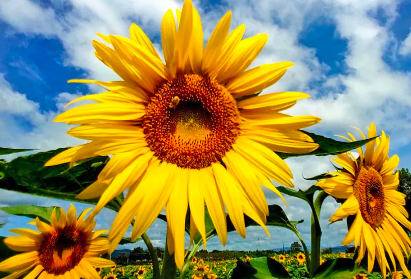 向日葵为什么不能送人