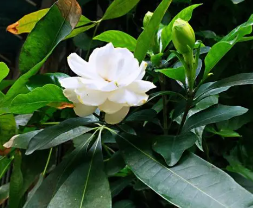 栀子花的养殖方法