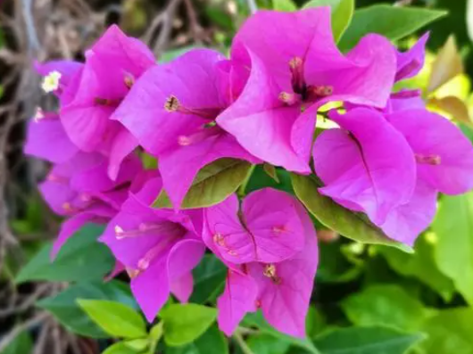 三角梅怎么养才开花好