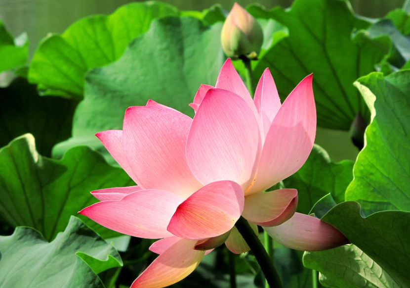 荷花出淤泥而不染