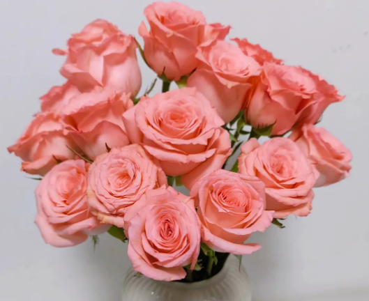 粉玫瑰代表什么