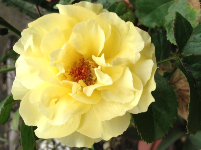 黄玫瑰代表什么