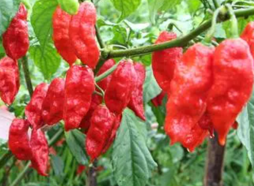 辣椒种植技术