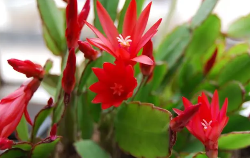 嫁接蟹爪兰的步骤和技巧