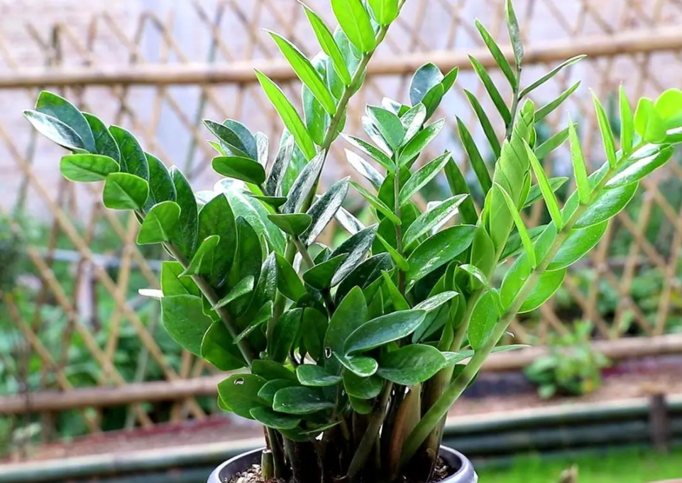 金钱树养殖方法