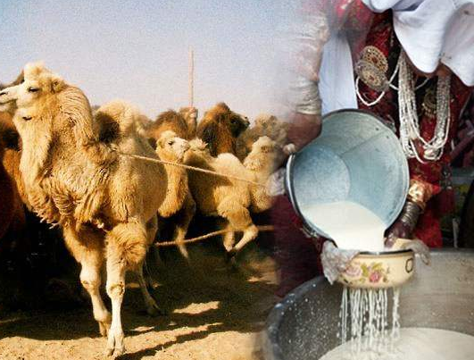 骆驼奶多少钱一斤