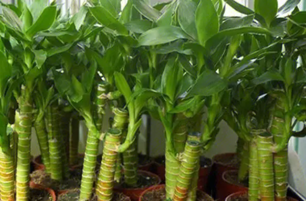 富贵竹养殖技巧