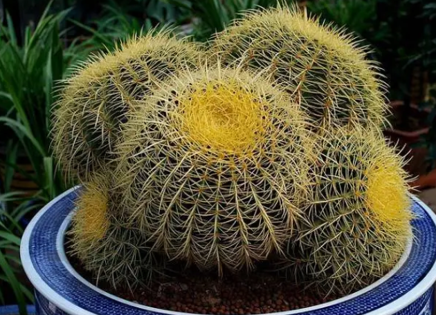 金琥仙人球养殖技巧