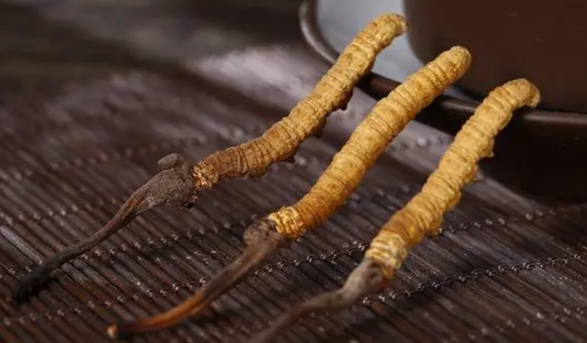 人工种植冬虫夏草