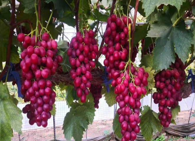 红玫瑰葡萄