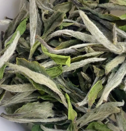 白茶好坏怎么分辨