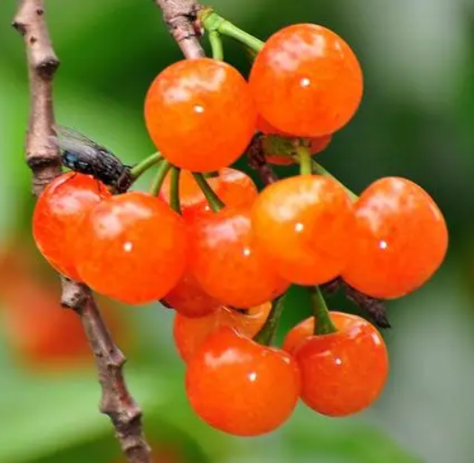 樱桃会有虫子吗