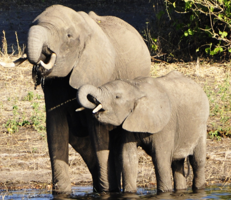 大象怀孕几个月