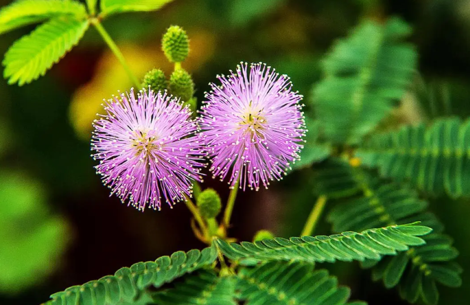 含羞草为什么会收缩