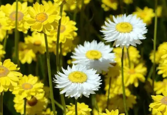 白菊花与黄菊花
