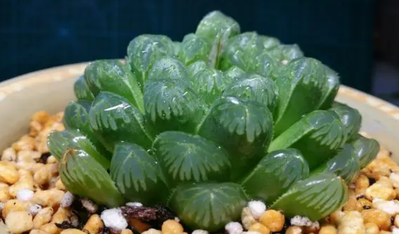 玉露壮根的方法