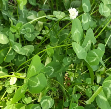 养羊种植什么牧草好