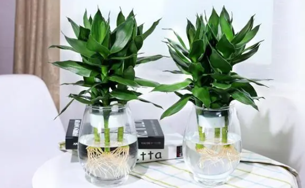 如何养好富贵竹