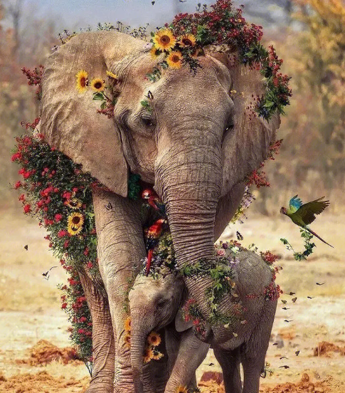 大象怀孕多久才能生宝宝