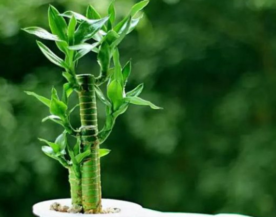 富贵竹冬天怎么养