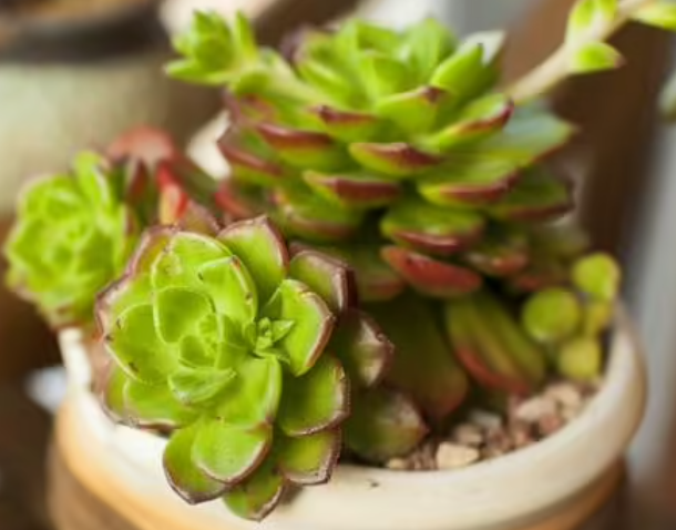 小花盆适合种什么花