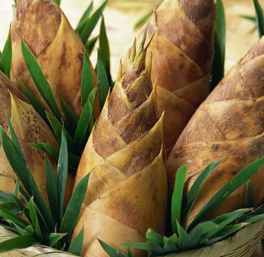 冬笋每斤40元价格贵过肉