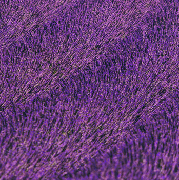 中国最大的薰衣草种植基地哪个县