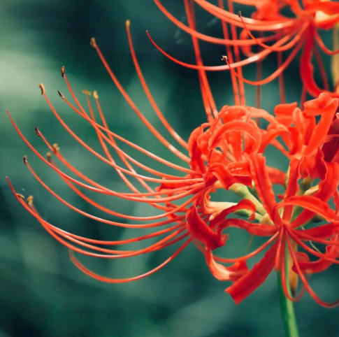 彼岸花的寓意和花语