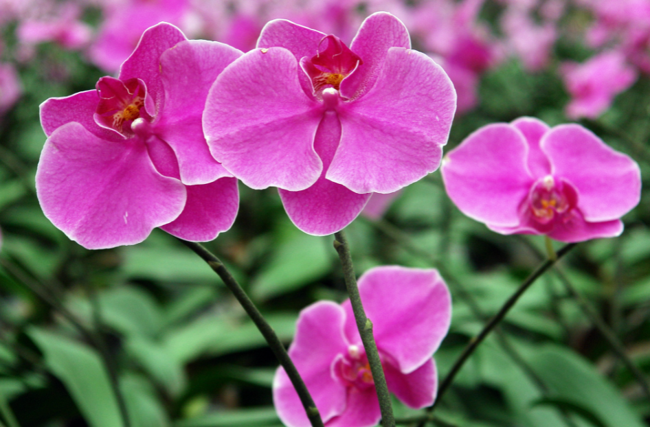 蝴蝶兰什么时候开花