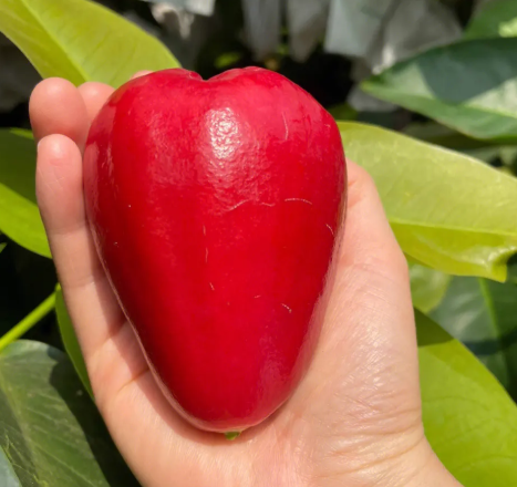 莲雾多少钱一斤