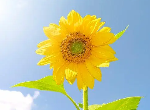煤渣适合种什么花
