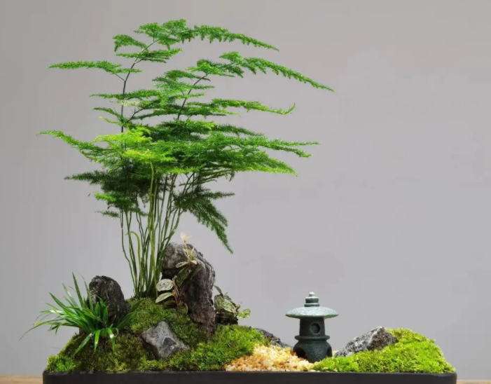 文竹叶子发黄怎么办