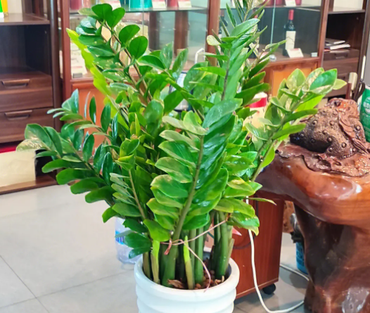 金钱树的养殖方法