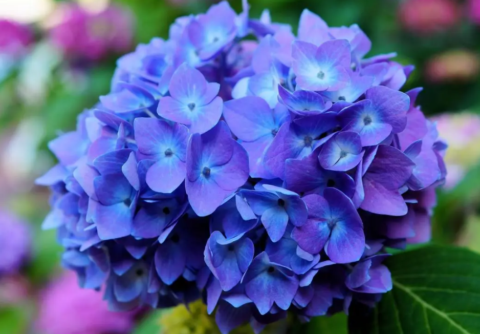 绣球花的养殖方法