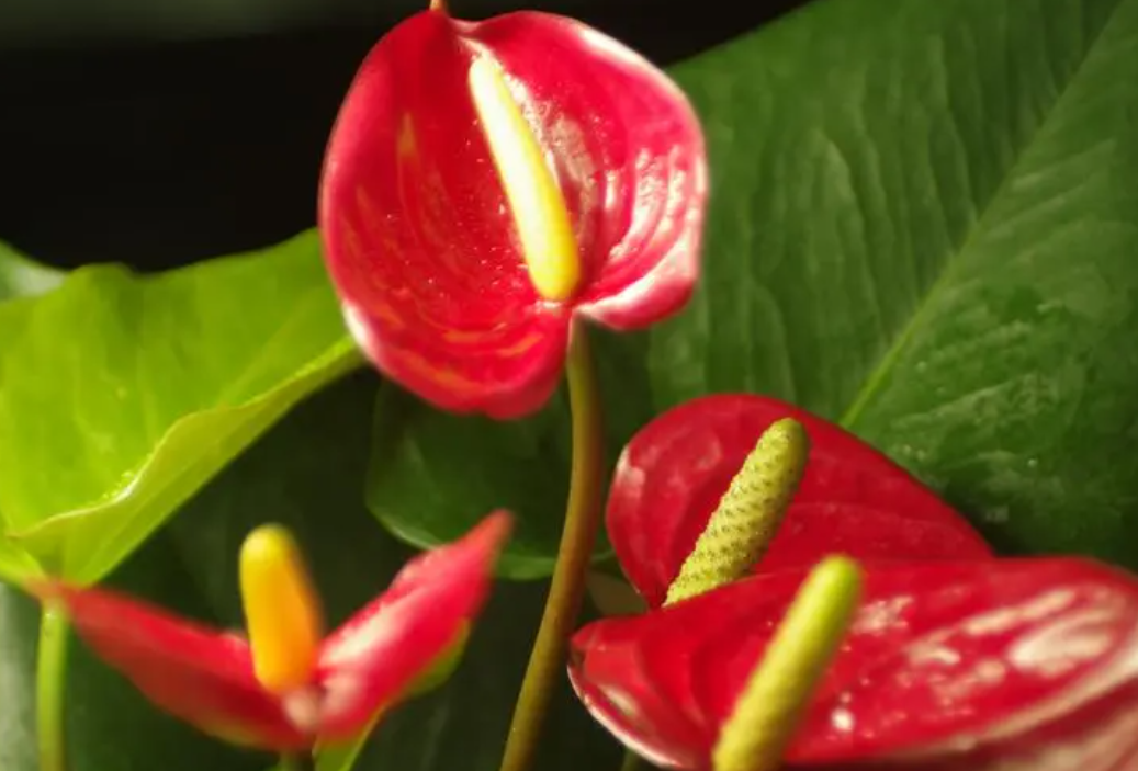 红掌的养殖方法