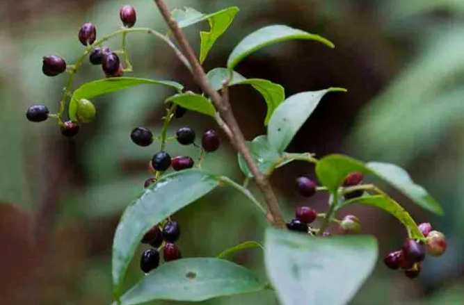 南烛的花语是什么