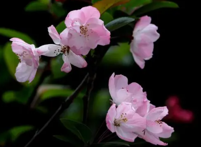北方适合种什么花