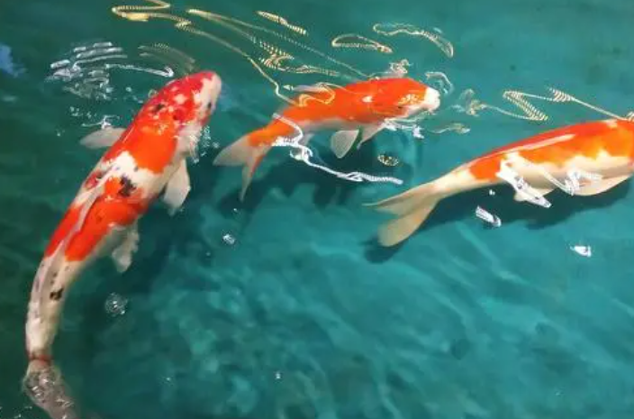 小鱼缸适合养什么鱼