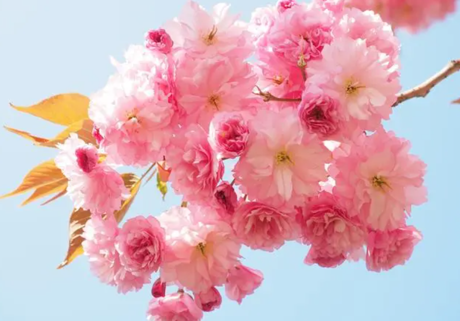 樱花的花语是什么