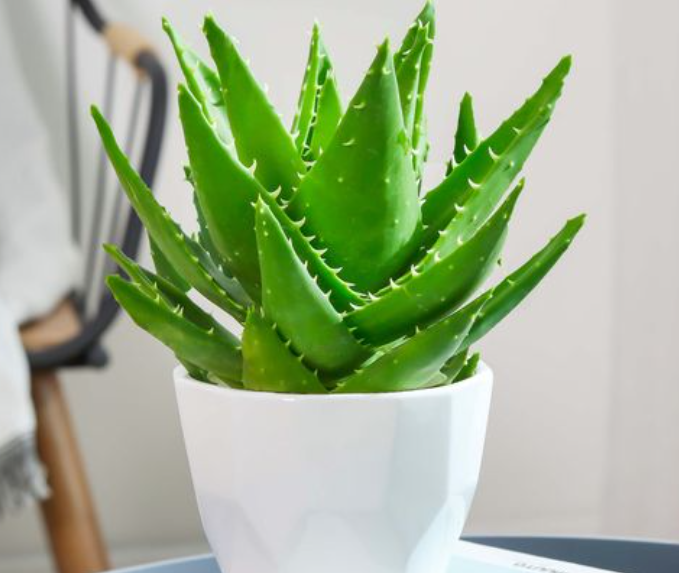 芦荟的养殖方法