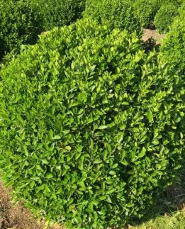 大叶黄杨白粉病