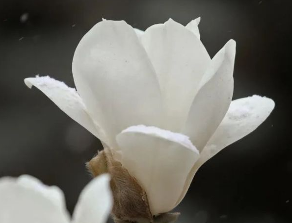 二月适合种什么花