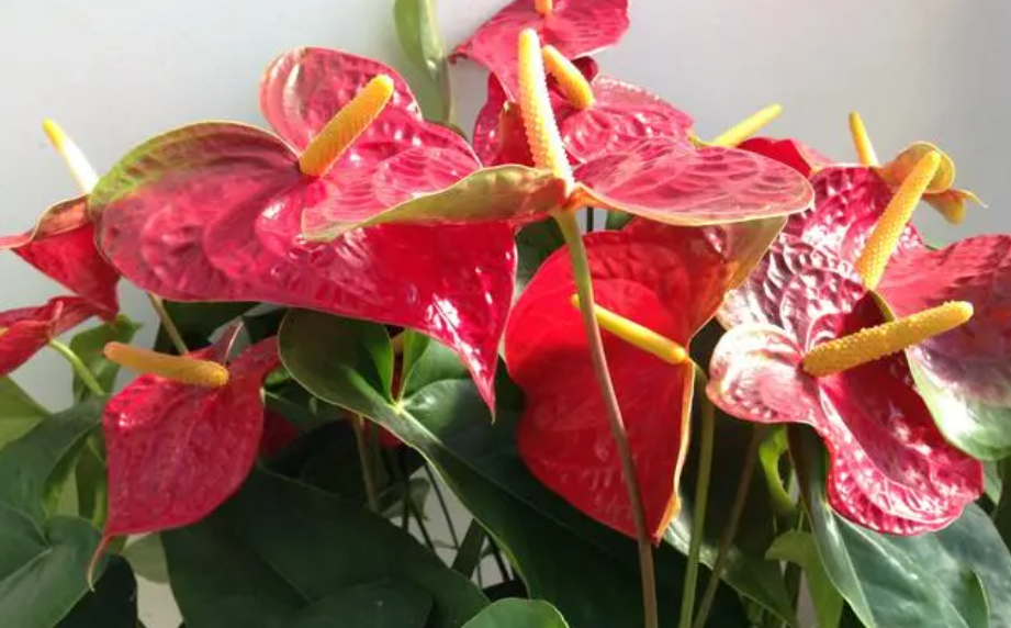 红掌叶子发黄怎么办