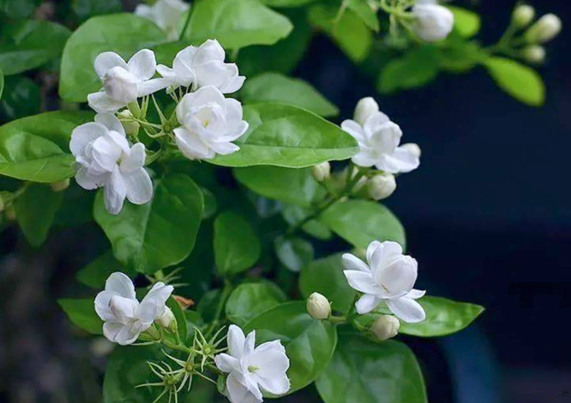 茉莉花冬天怎么养才能安全过冬?
