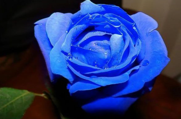 蓝色妖姬是怎么形成的