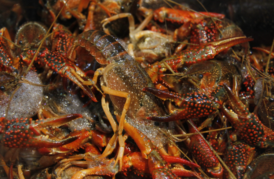 龙虾吃什么食物