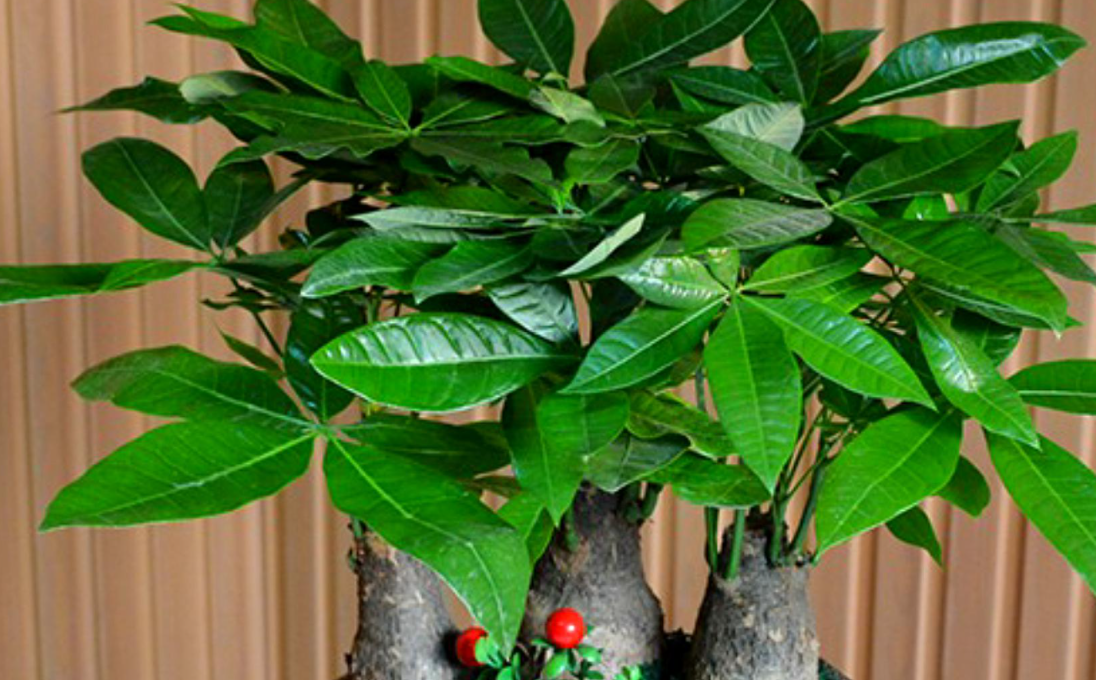 发财树的养殖方法和浇水